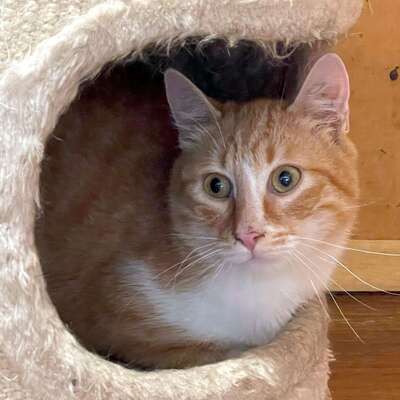 Kater Piet sucht sein eigenes Körbchen, EKH - Kater