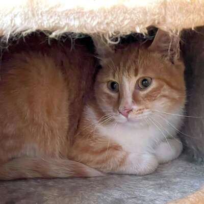 Kater Piet sucht sein eigenes Körbchen, EKH - Kater