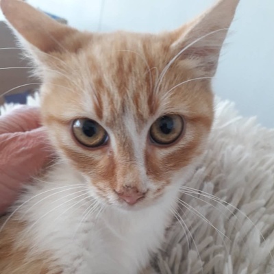 Kater Piet sucht sein eigenes Körbchen, EKH - Kater