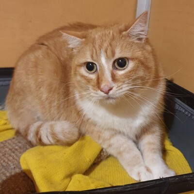 Kater Piet sucht sein eigenes Körbchen, EKH - Kater