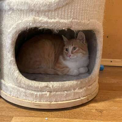 Kater Piet sucht sein eigenes Körbchen, EKH - Kater