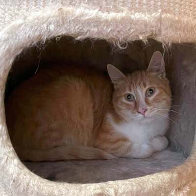 Kater Piet sucht seine lieben Menschen, EKH - Kater