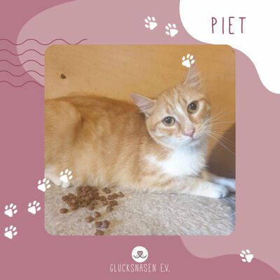 Kater Piet wartet auf Post von Dir, EKH - Kater