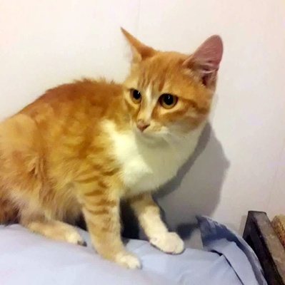 Kater Piet wartet auf Post von Dir, EKH - Kater