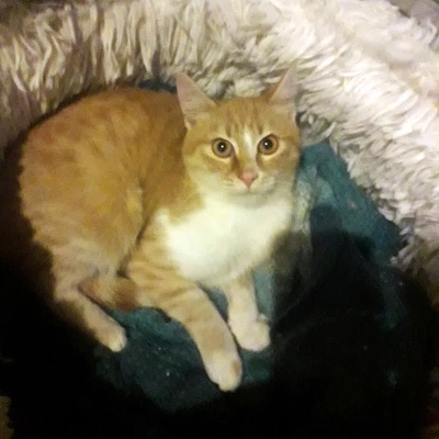 Kater Piet wartet auf Post von Dir, EKH - Kater