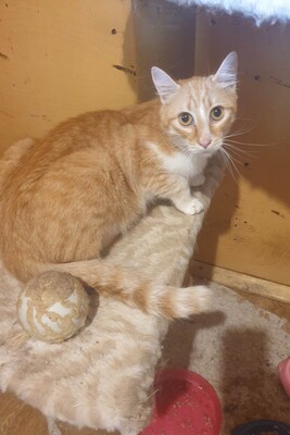Kater Piet wartet auf Post von Dir, EKH - Kater