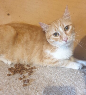 Kater Piet wartet auf Post von Dir, EKH - Kater