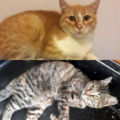 Kater Piet wartet auf Post von Dir, EKH - Kater