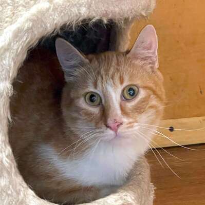 Kater Piet wartet auf seine lieben Menschen, EKH - Kater