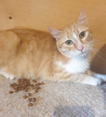 Kater Piet wartet sehnsüchtig auf Post, EKH - Kater