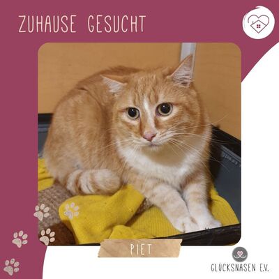 Kater Piet wünscht sich eine Familie
