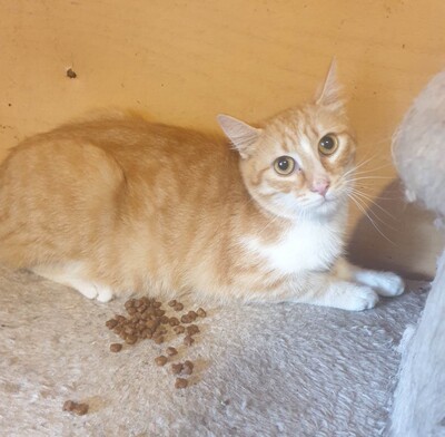 Kater Piet wünscht sich eine Familie, EKH - Kater