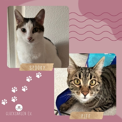 Kater Piff und Spooky suchen ein neues Zuhause, EKH - Kater