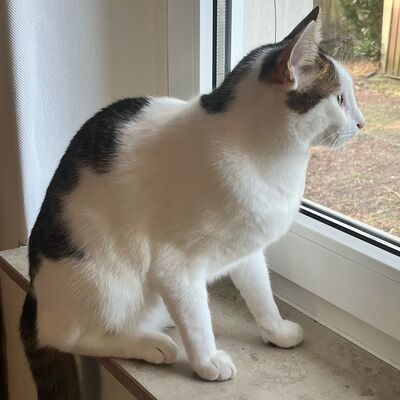 Kater Piff und Spooky suchen ein neues Zuhause, EKH - Kater