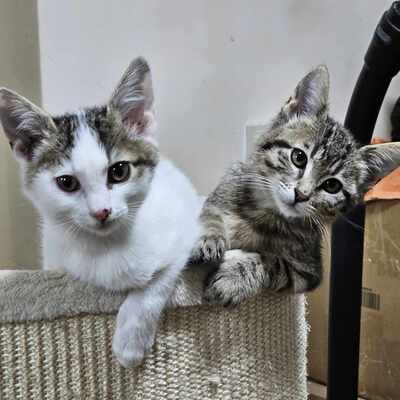 Kater Piff und Spooky suchen ein neues Zuhause, EKH - Kater