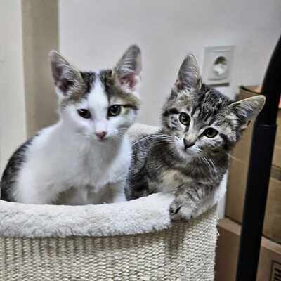 Kater Piff und Spooky suchen ein neues Zuhause, EKH - Kater