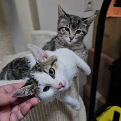 Kater Piff und Spooky suchen ein neues Zuhause, EKH - Kater