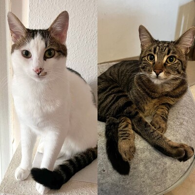 Kater Piff und Spooky suchen ein neues Zuhause, EKH - Kater