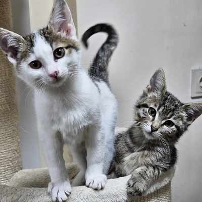 Kater Piff und Spooky suchen ein neues Zuhause, EKH - Kater