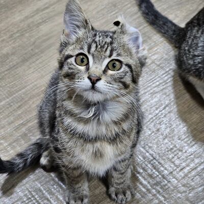 Kater Piff und Spooky suchen ein neues Zuhause, EKH - Kater