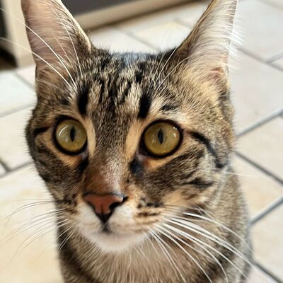 Kater Piff und Spooky suchen ein neues Zuhause, EKH - Kater