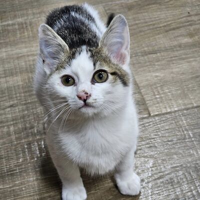 Kater Piff und Spooky suchen ein neues Zuhause, EKH - Kater