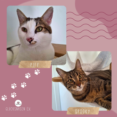 Kater Piff und Spooky suchen ihr Zuhause oder eine Pflegestelle, EKH - Kater