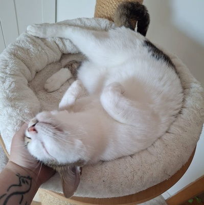 Kater Piff und Spooky suchen ihr Zuhause oder eine Pflegestelle, EKH - Kater