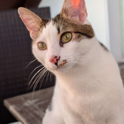 Kater Piff und Spooky suchen ihr Zuhause oder eine Pflegestelle, EKH - Kater