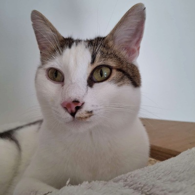 Kater Piff und Spooky suchen ihr Zuhause oder eine Pflegestelle, EKH - Kater