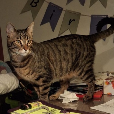 Kater Piff und Spooky suchen ihr Zuhause oder eine Pflegestelle, EKH - Kater