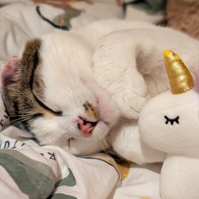 Kater Piff und Spooky suchen ihr Zuhause oder eine Pflegestelle, EKH - Kater