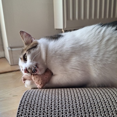 Kater Piff und Spooky suchen ihr Zuhause oder eine Pflegestelle, EKH - Kater