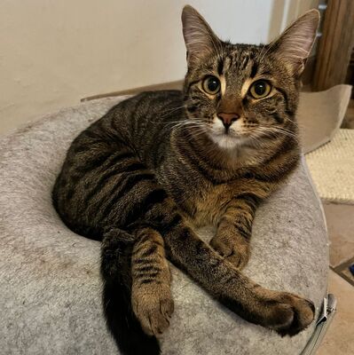 Kater Piff und Spooky suchen ihr Zuhause oder eine Pflegestelle, EKH - Kater