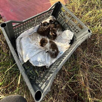 Kater Piff und Spooky suchen ihr Zuhause oder eine Pflegestelle, EKH - Kater