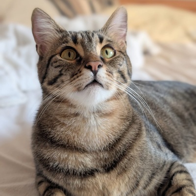 Kater Piff und Spooky suchen ihr Zuhause oder eine Pflegestelle, EKH - Kater