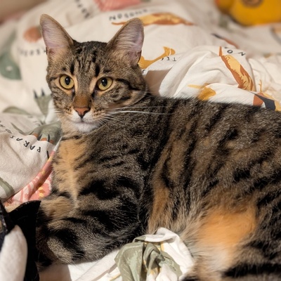 Kater Piff und Spooky suchen ihr Zuhause oder eine Pflegestelle, EKH - Kater