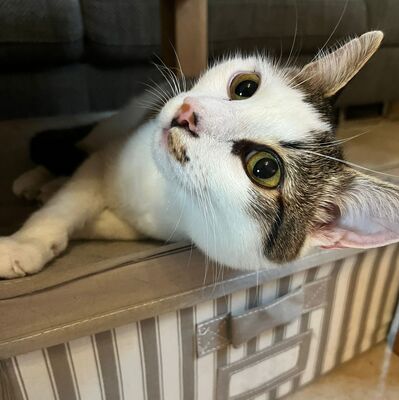 Kater Piff und Spooky warten auf Dich, EKH - Kater