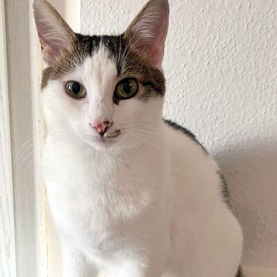 Kater Piff und Spooky warten auf Dich, EKH - Kater