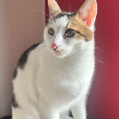 Kater Piff und Spooky warten auf Dich, EKH - Kater