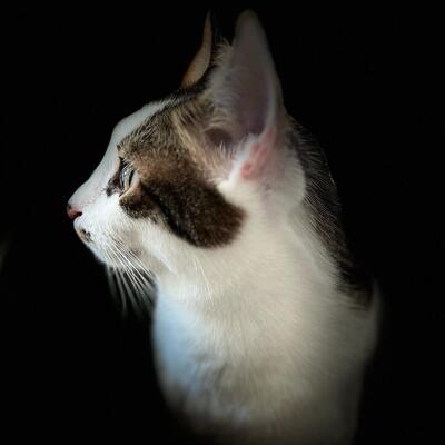 Kater Piff und Spooky warten auf Dich, EKH - Kater