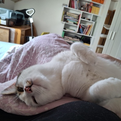 Kater Piff und Spooky warten auf Dich, EKH - Kater