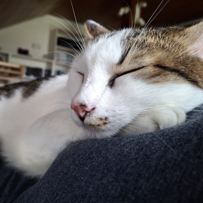 Kater Piff und Spooky warten auf Dich, EKH - Kater