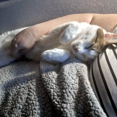 Kater Piff und Spooky warten auf Dich, EKH - Kater