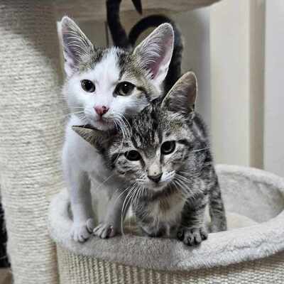 Kater Piff und Spooky warten auf Dich, EKH - Kater