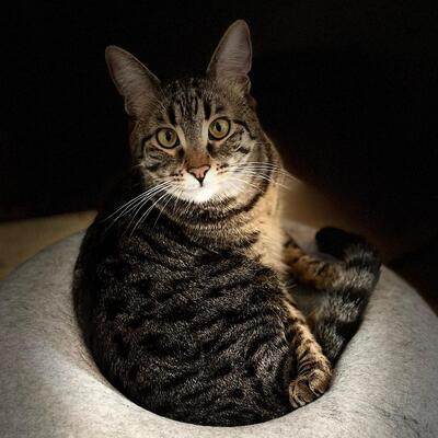 Kater Piff und Spooky warten auf Dich, EKH - Kater
