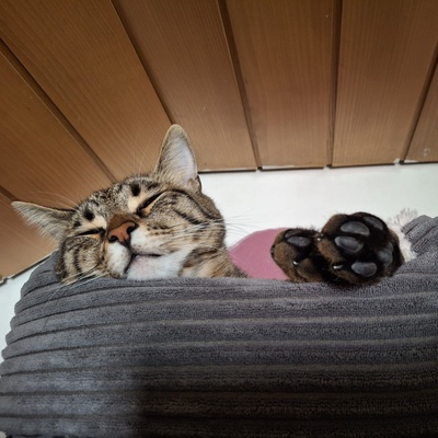 Kater Piff und Spooky warten auf Dich, EKH - Kater