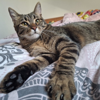 Kater Piff und Spooky warten auf Dich, EKH - Kater