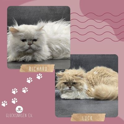 Kater Richard und Luck suchen ein neues Körbchen, Perser - Kater