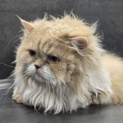 Kater Richard und Luck suchen ein neues Körbchen, Perser - Kater